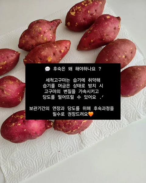 도시농장 달달촉촉 호박고구마 당구마